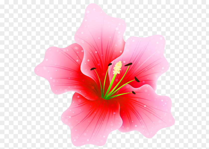 Lily Pink Flowers Clip Art PNG