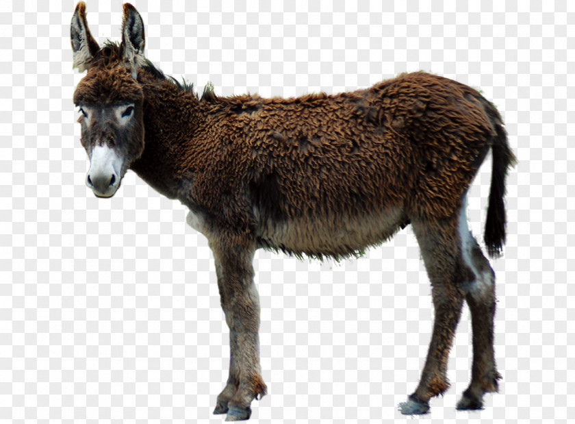 Little Donkey Mule Photographic Film PNG