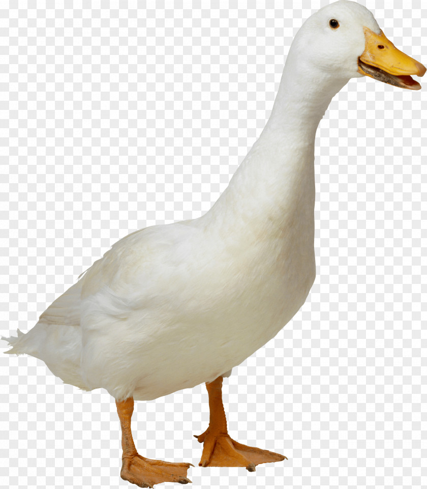 White Duck Image American Pekin Goose PNG
