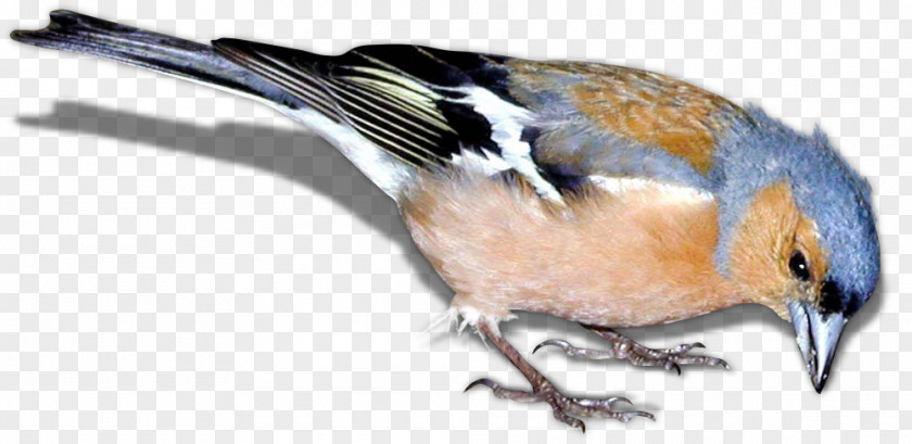 Bird Finch Clip Art PNG