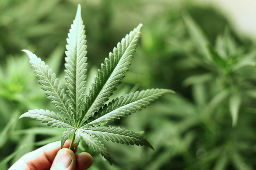 Cannabis Sativa Medical Plant Hemp PNG