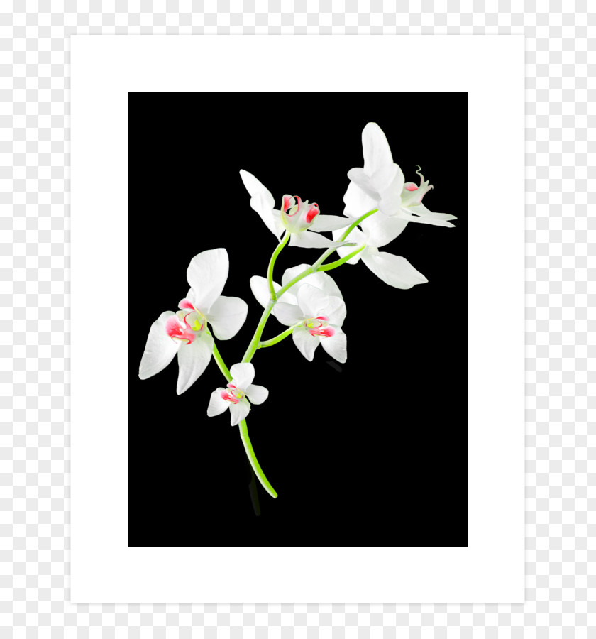 Design Moth Orchids Cut Flowers Floral Branch PNG