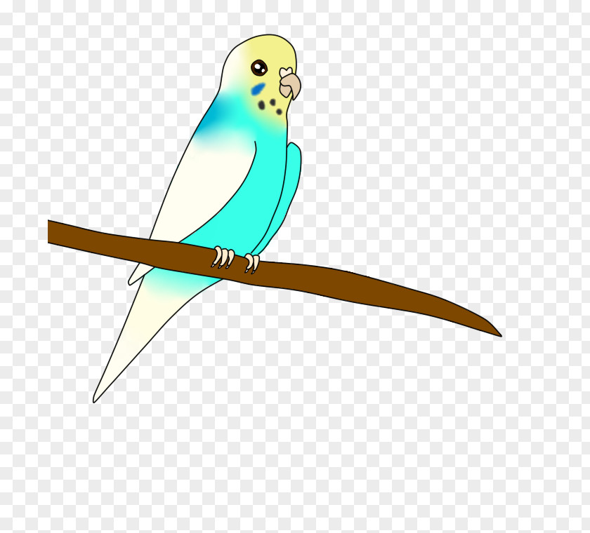 Feather Macaw Parakeet Beak Wing PNG
