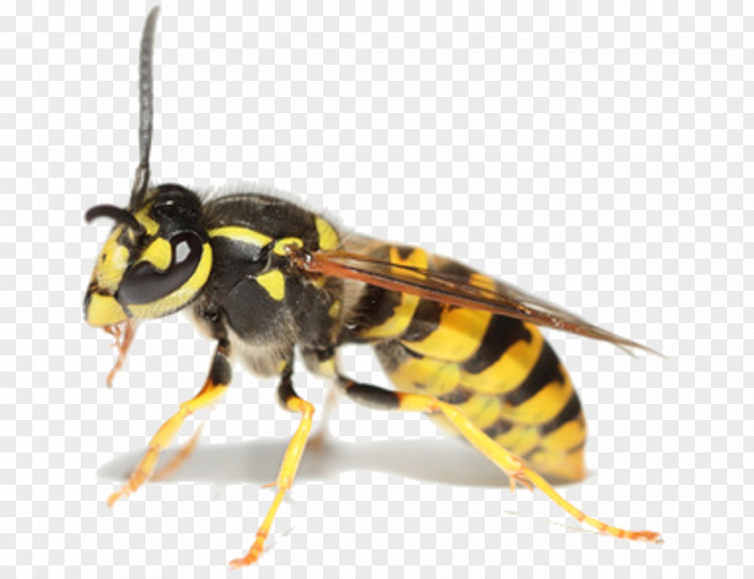 Insect Bee Cockroach Pest Control Wasp PNG