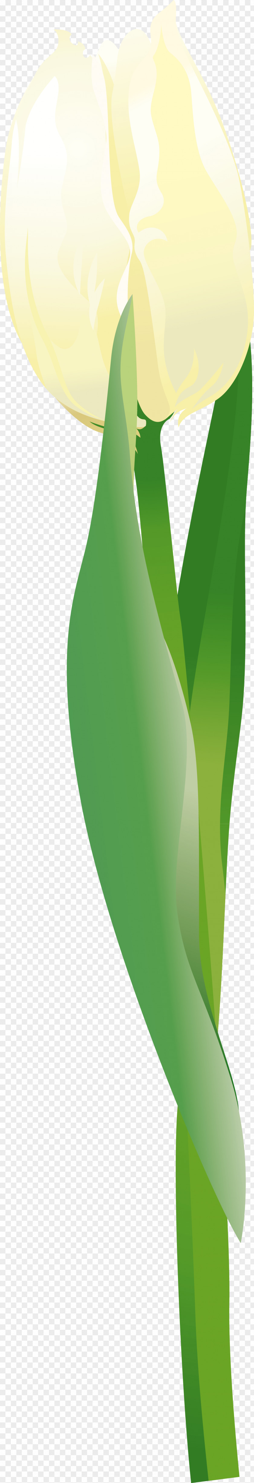 Leaf Arum Lilies Green Clip Art PNG