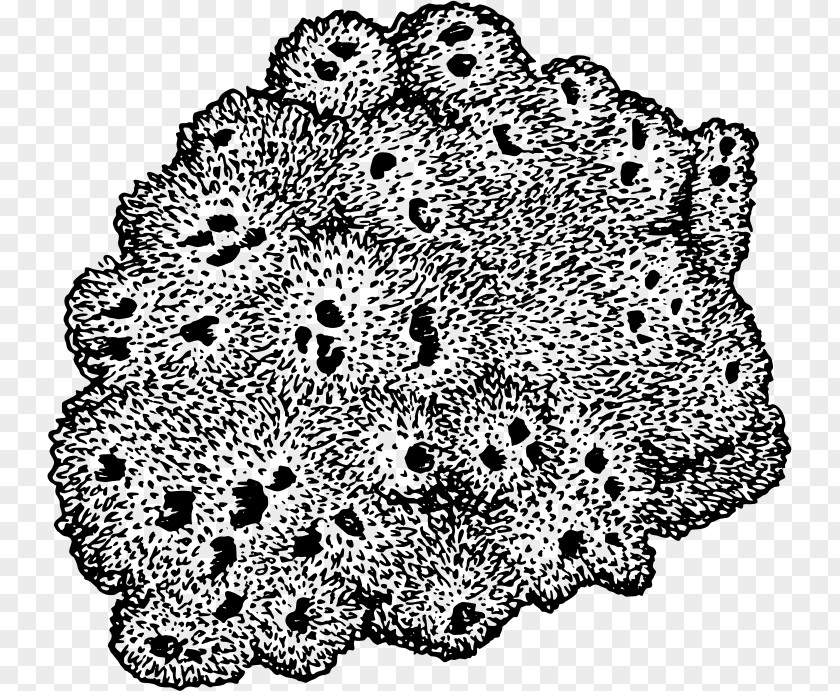 Sea Sponge Drawing Black And White Clip Art PNG