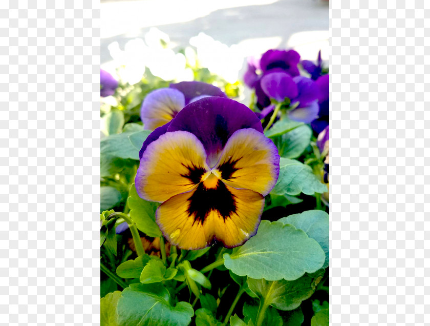 Violet Pansy Viola Annual Plant Petal PNG