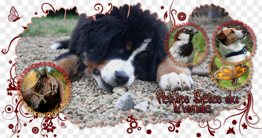 Brigitte Bardot Dog Breed Bernese Mountain Puppy Snout PNG