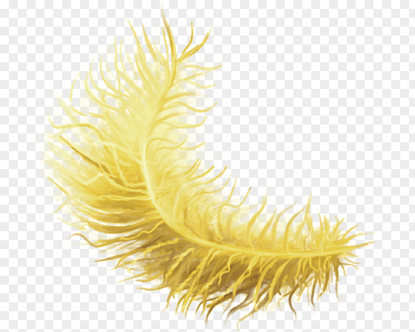 Feather Photography Yellow Picture Frames Clip Art PNG