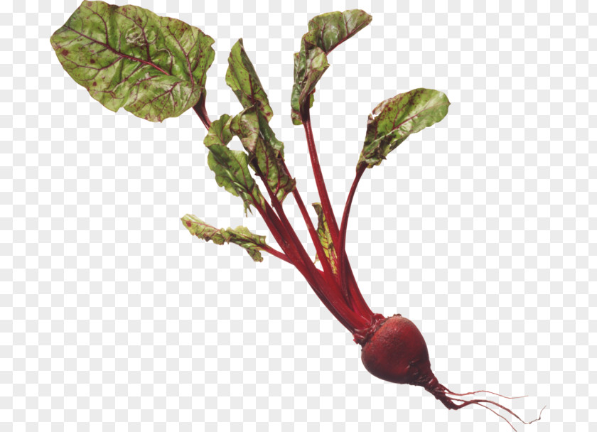 Health Chard Beetroot Common Beet Breakfast Cereal PNG