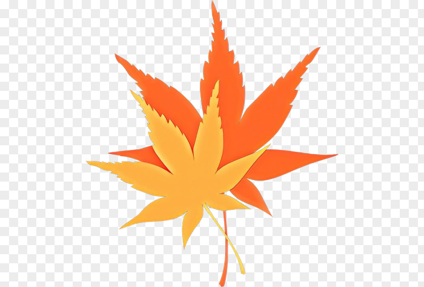 Hemp Family Flower Maple Leaf PNG