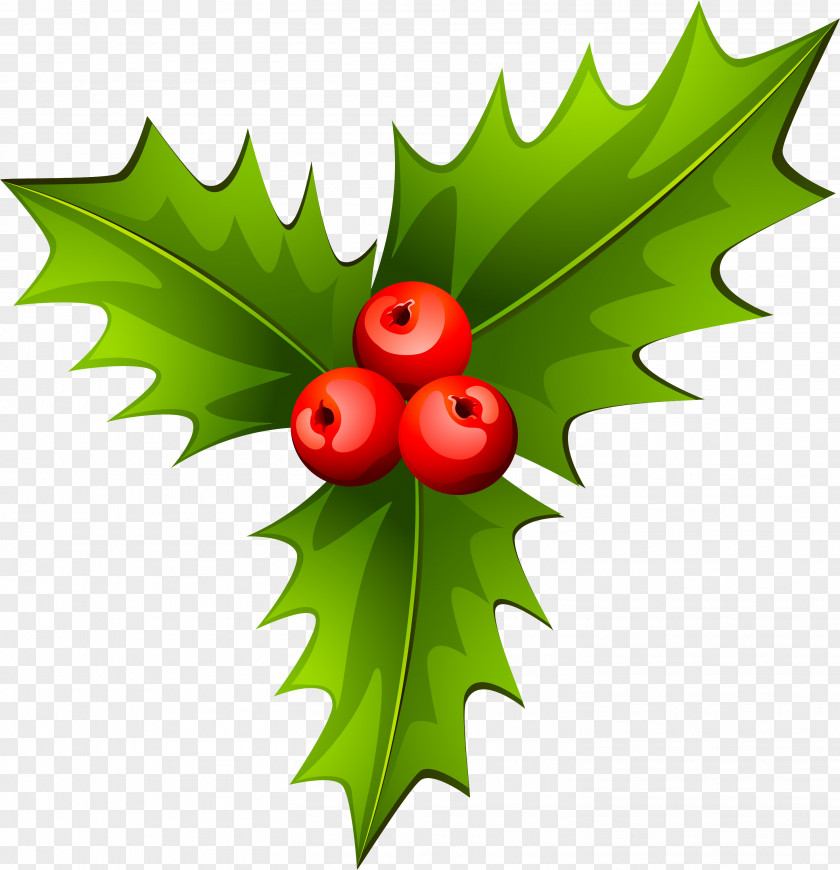 HOLLY Holly Christmas Tree Plant PNG