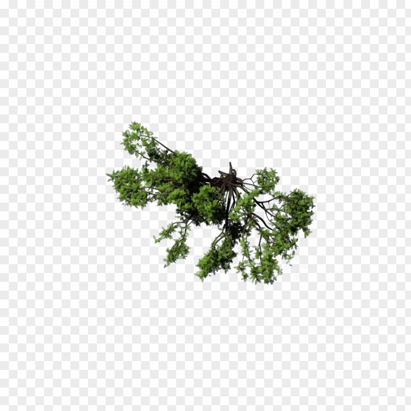 Overlooking The Shrub Tree PNG the shrub tree clipart PNG