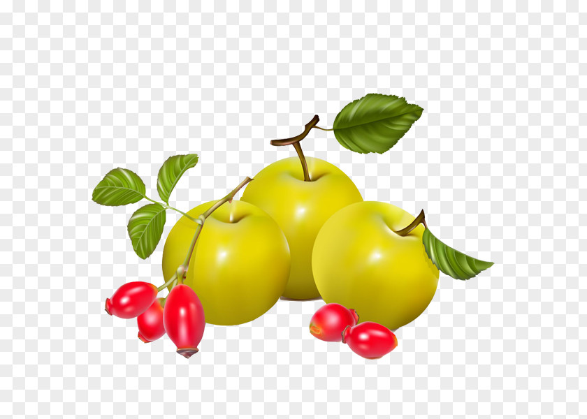 Pears And Tomatoes Berry Rose Hip Pear Euclidean Vector PNG