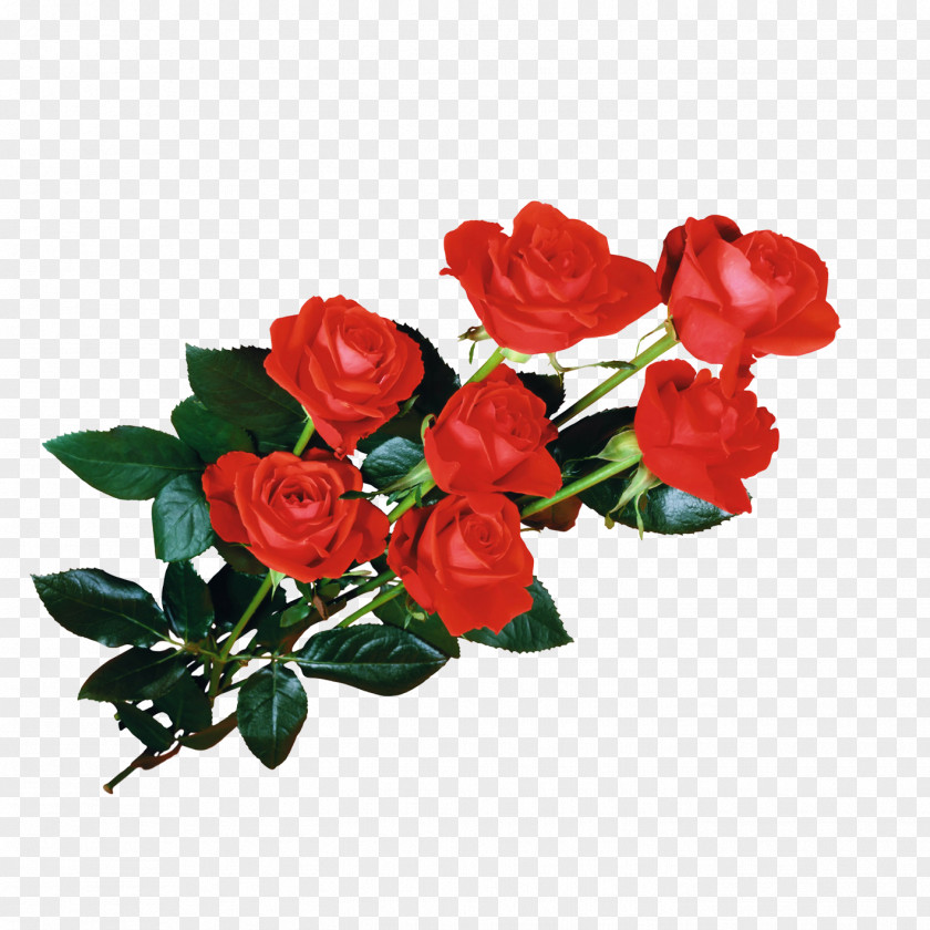 Rose,Flowers,Creative Flowers Desktop Wallpaper Animation PNG