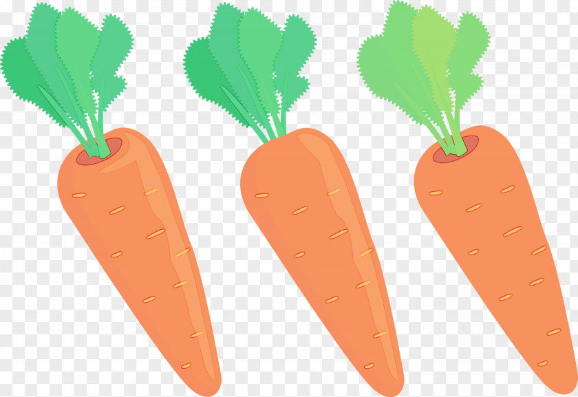 Vegetable Natural Foods Superfood Radish Carrot PNG