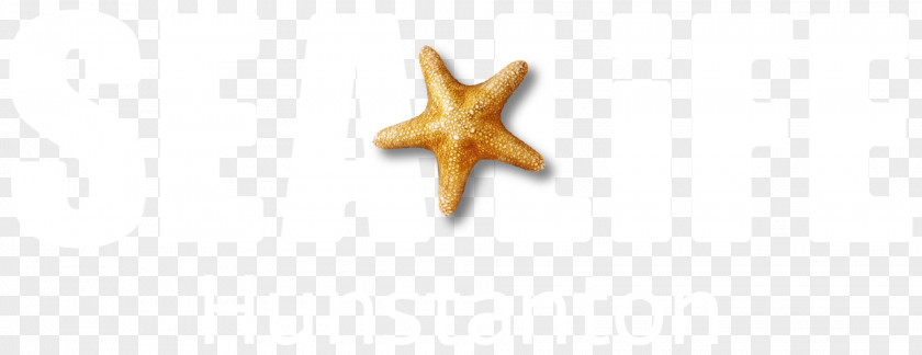 Admissions Biography Starfish Marine Invertebrates Body Jewellery PNG