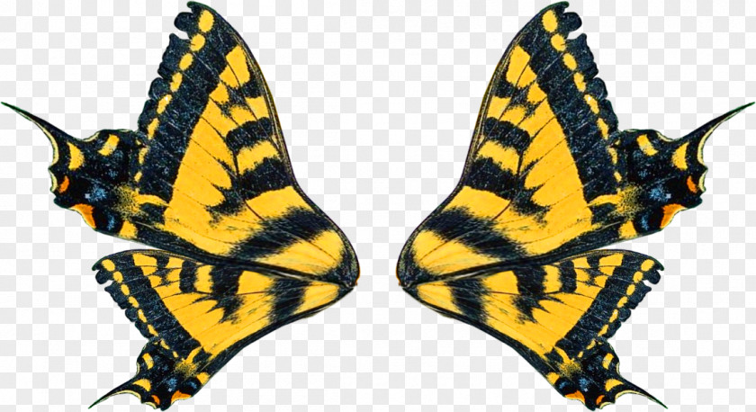 Bird Monarch Butterfly Wing Butterflies And Moths Clip Art PNG