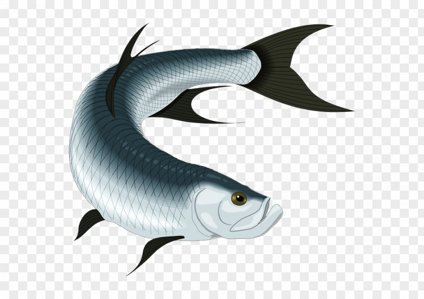 Cartoon Fish Royalty-free Photography Tarpon Clip Art PNG