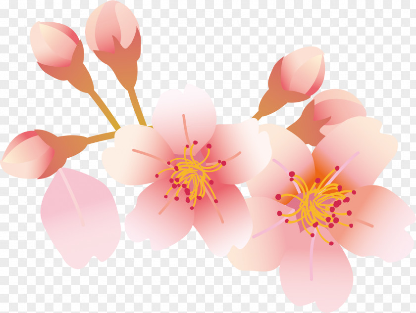 Cherry Petals Blossom Petal PNG