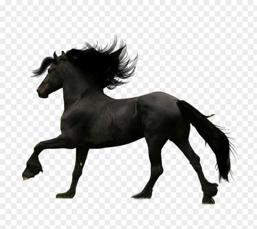 Dark Horse Friesian PNG