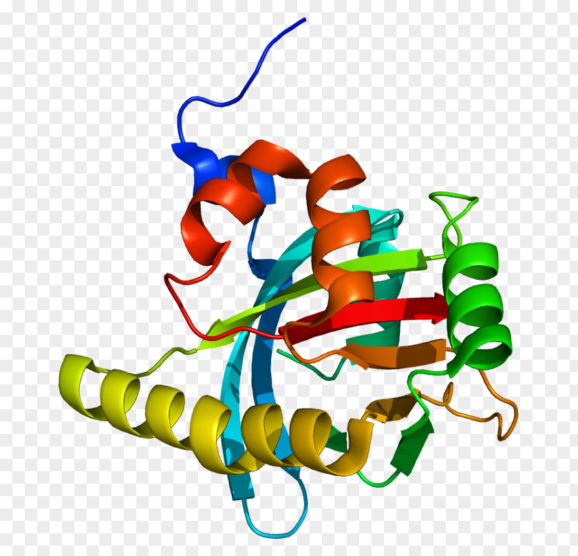 Gene Histone Deacetylase Protein Stylus PNG