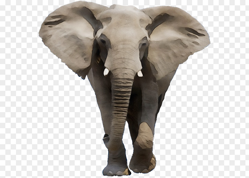 Indian Elephant African Bush Stock Photography Royalty-free PNG
