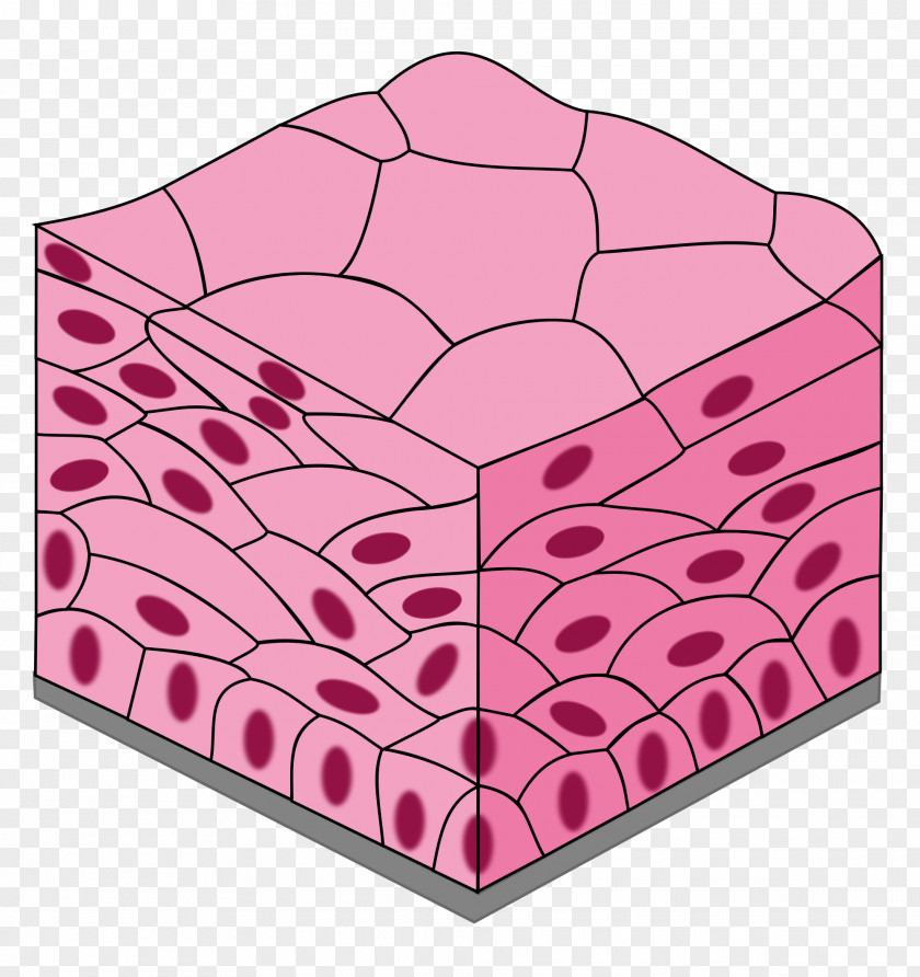 TISSUE Stratified Squamous Epithelium Simple Cuboidal Columnar PNG