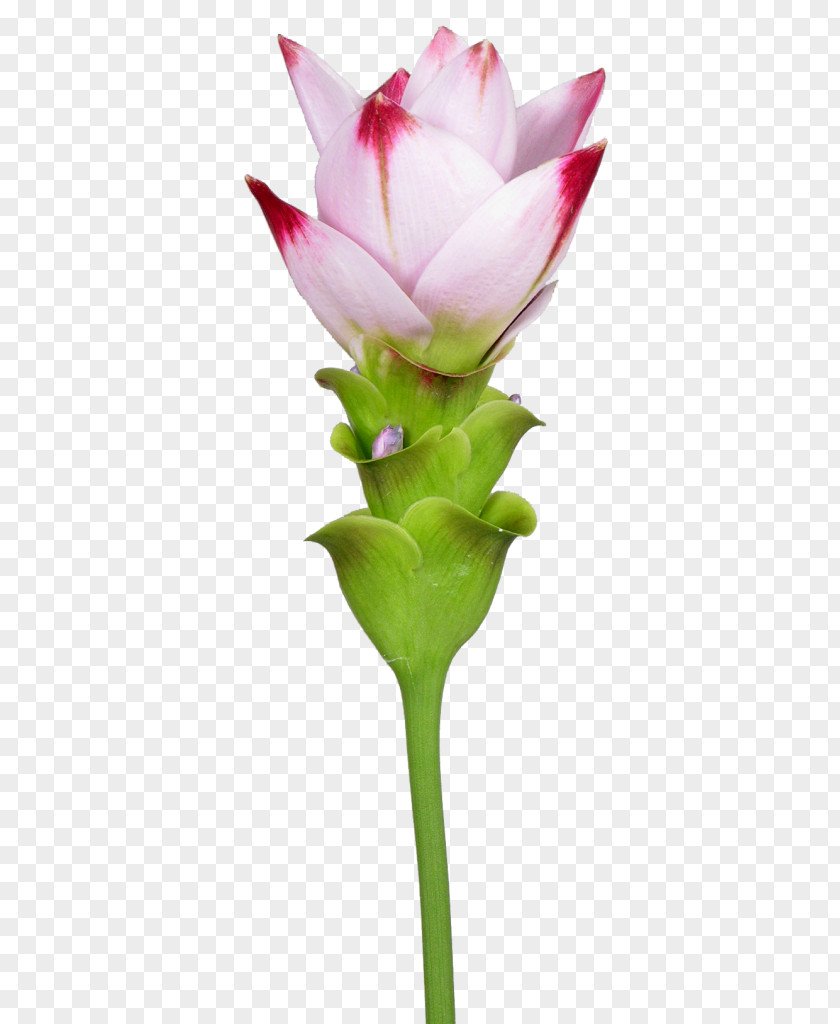 Curcuma Caesia Siam Tulip Cut Flowers Turmeric Plant Stem PNG