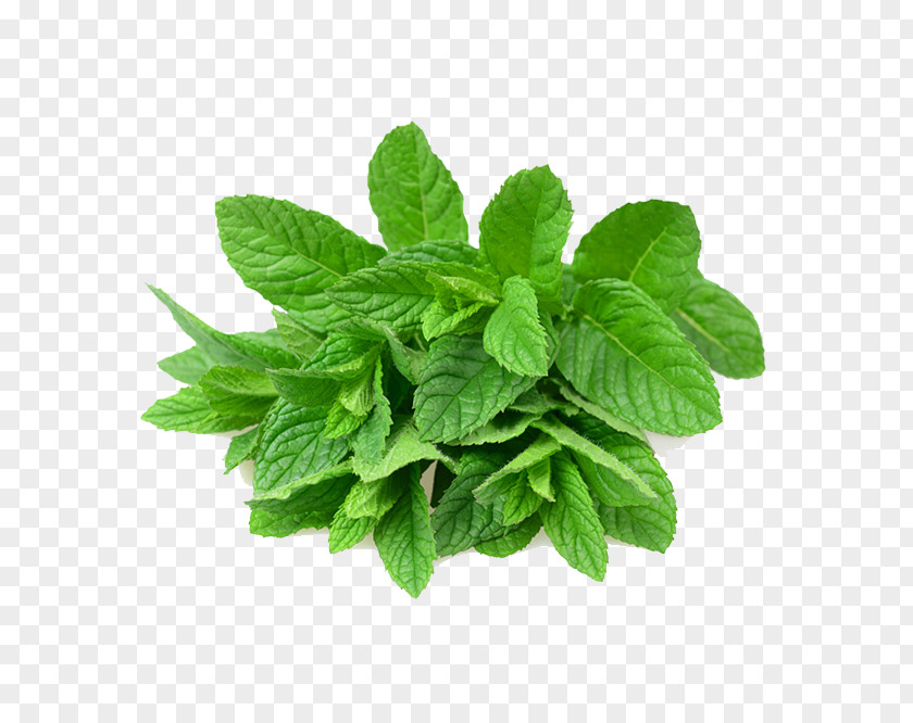 Leaf Mentha Spicata Peppermint Menthol PNG