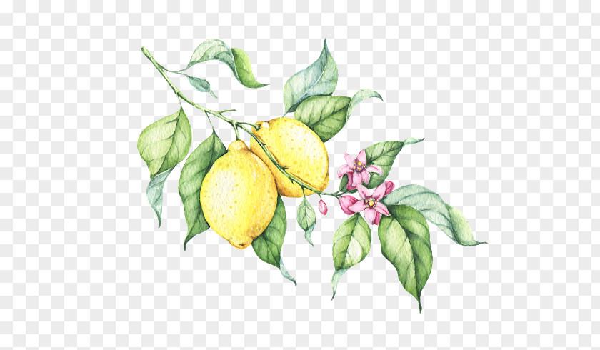 Lemonade Clip Art Watercolor Painting Drawing PNG