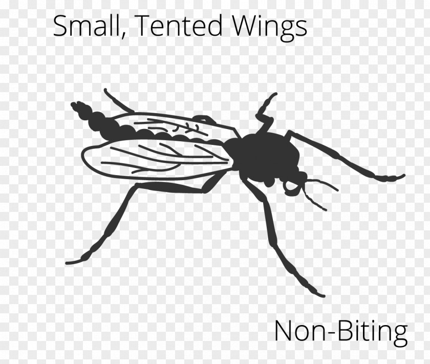 Mosquito Insect Wing Fly Clip Art PNG