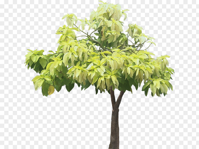 Tropical Plant Pisonia Grandis Tree Alba Ornamental PNG