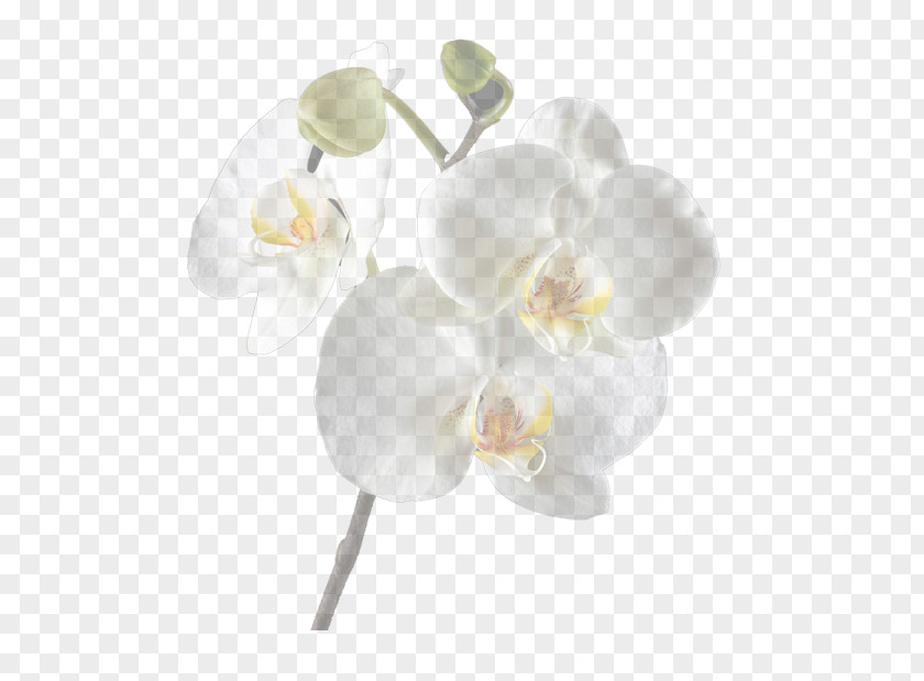 White Orchid Moth Orchids Cut Flowers Clip Art PNG