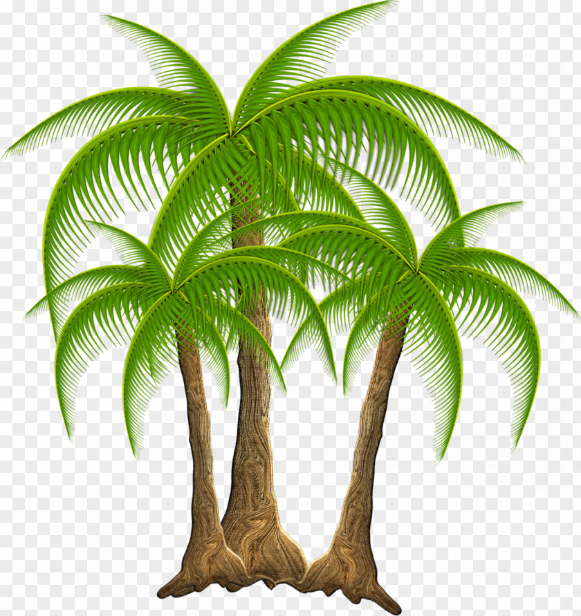 Coconut Plant Tropics Arecaceae Tree PNG
