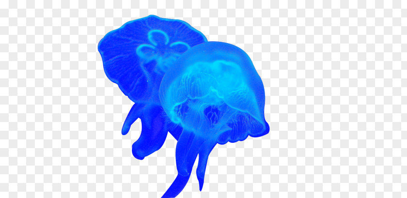 Dream Jellyfish Download PNG