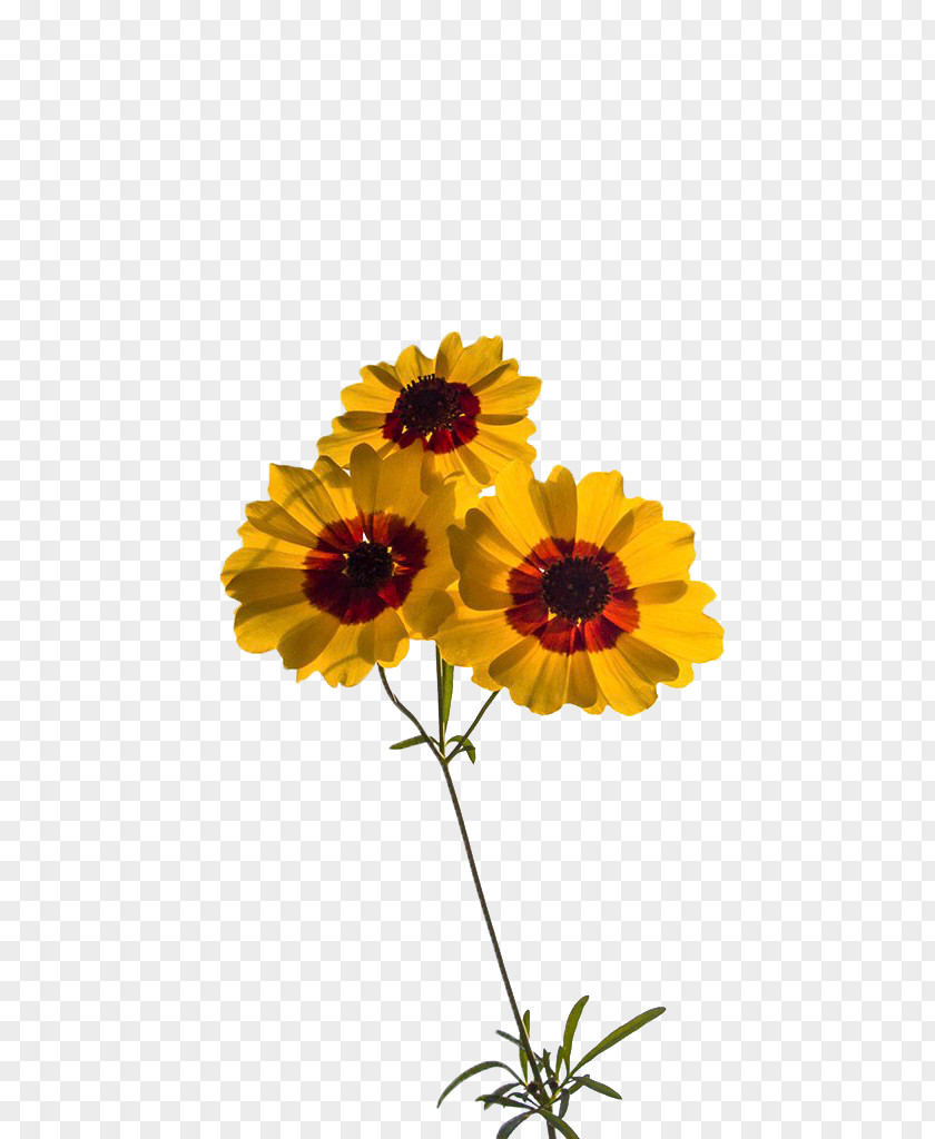 Floral Decoration Common Sunflower Transvaal Daisy Chrysanthemum Design Cut Flowers PNG