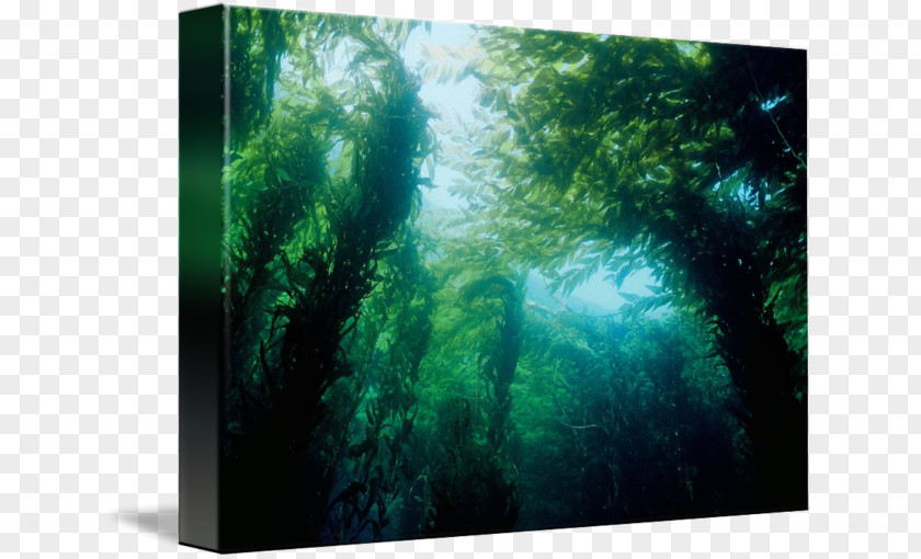 Giant Kelp Aquariums Biome Nature PNG