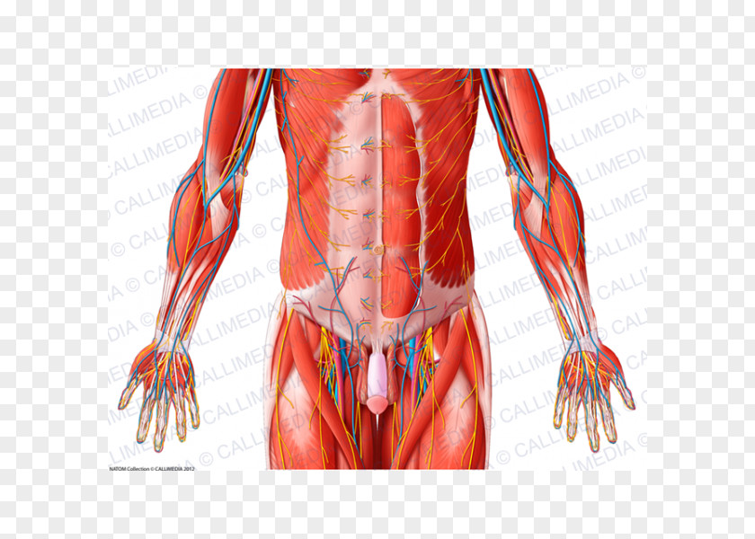 Pelvis Hip Abdomen Muscle Human Body PNG