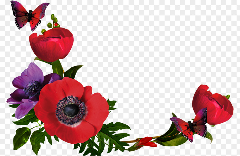 Poppy Family Coquelicot Flowers Background PNG