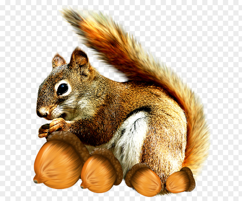 Tree Squirrels Conifer Cone Pine Rodent PNG