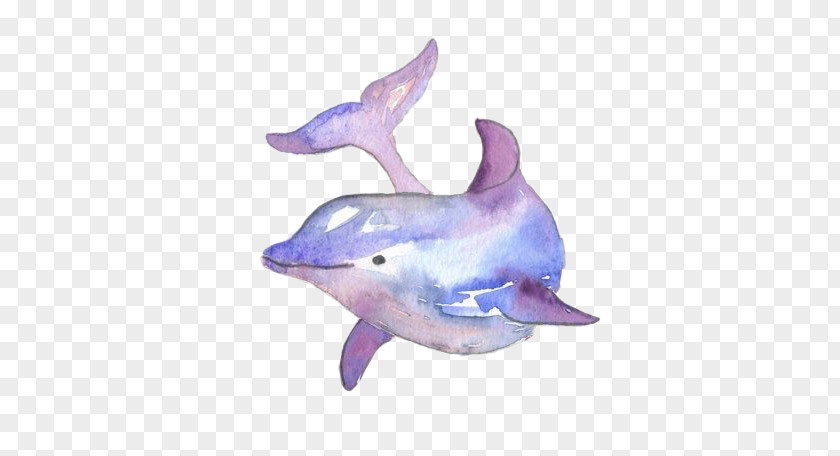 Animals Background Common Bottlenose Dolphin Watercolor Painting Drawing PNG