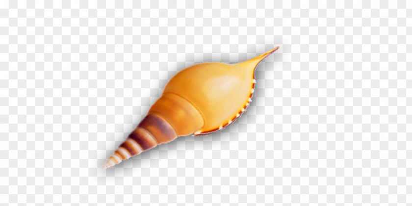 Conch Crafts Seashell PNG