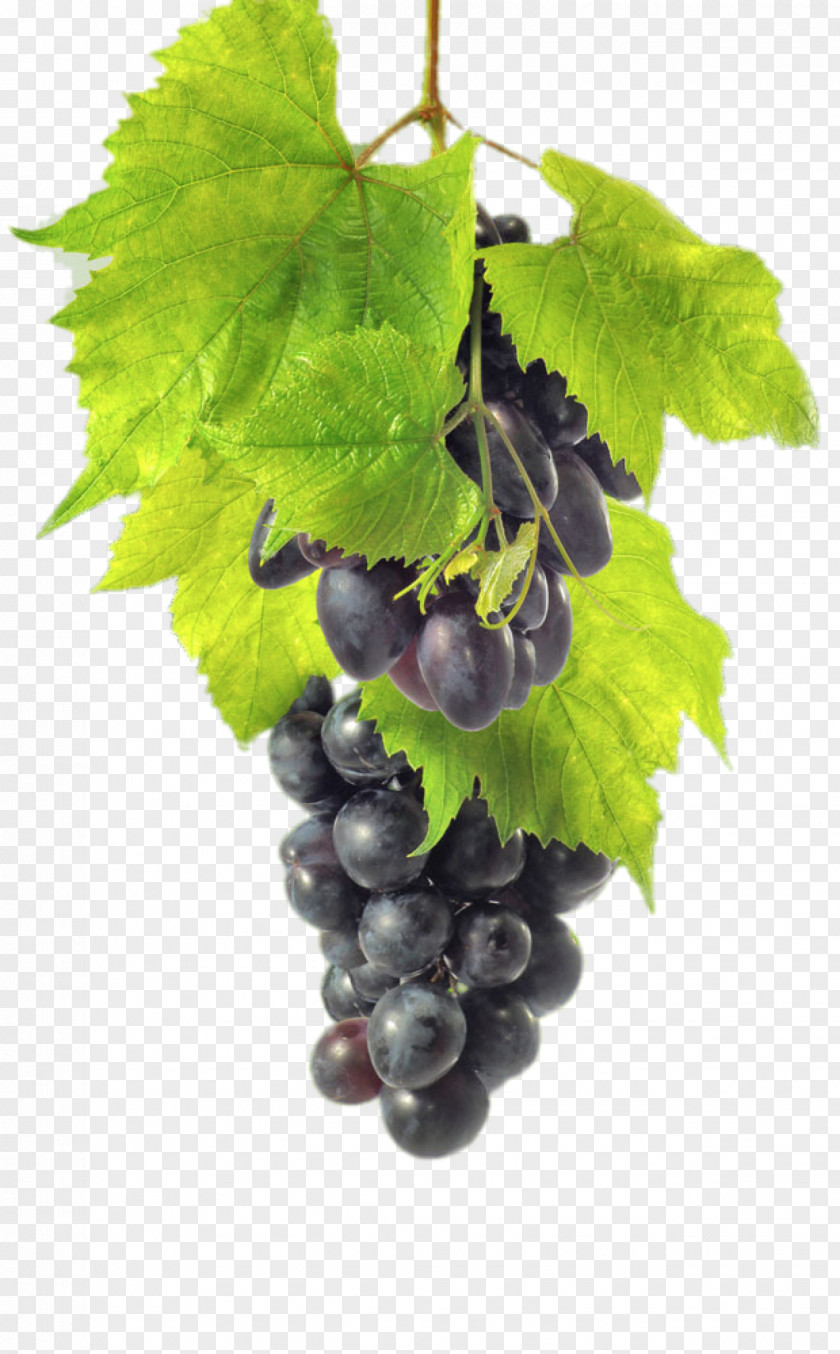 Grape Red Wine Common Vine Zante Currant Auglis PNG