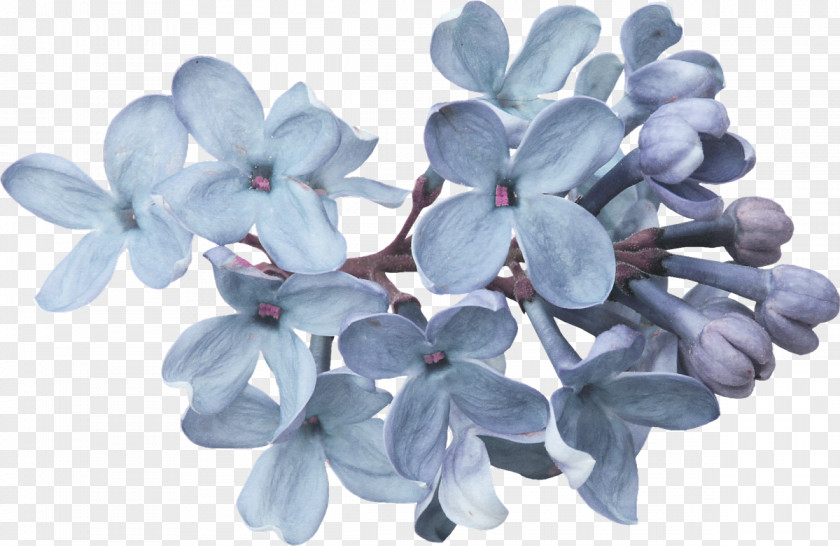 Lilac Flower Lavender Petal PNG