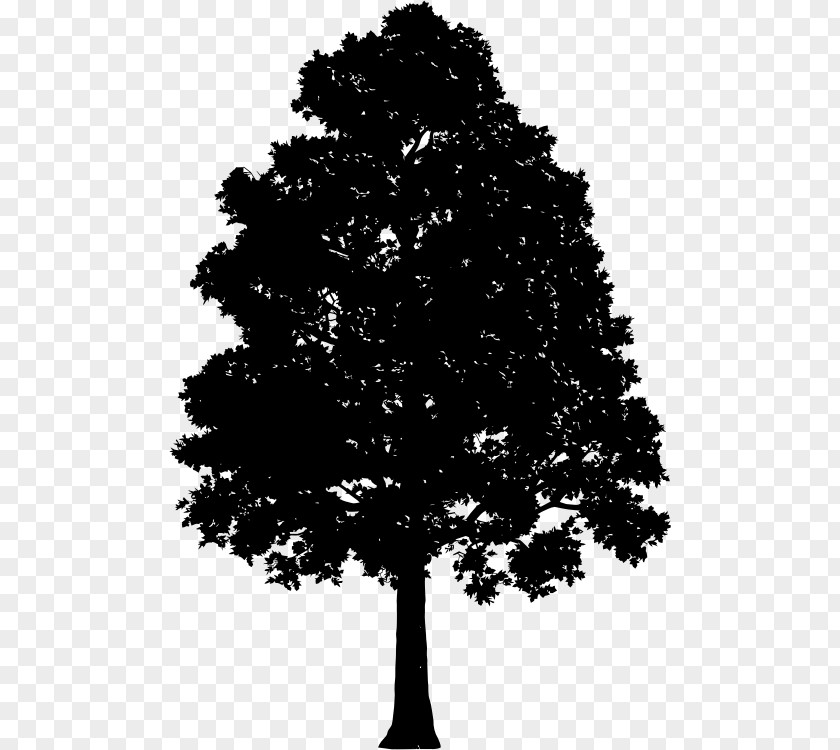 Tree Hill Clip Art PNG