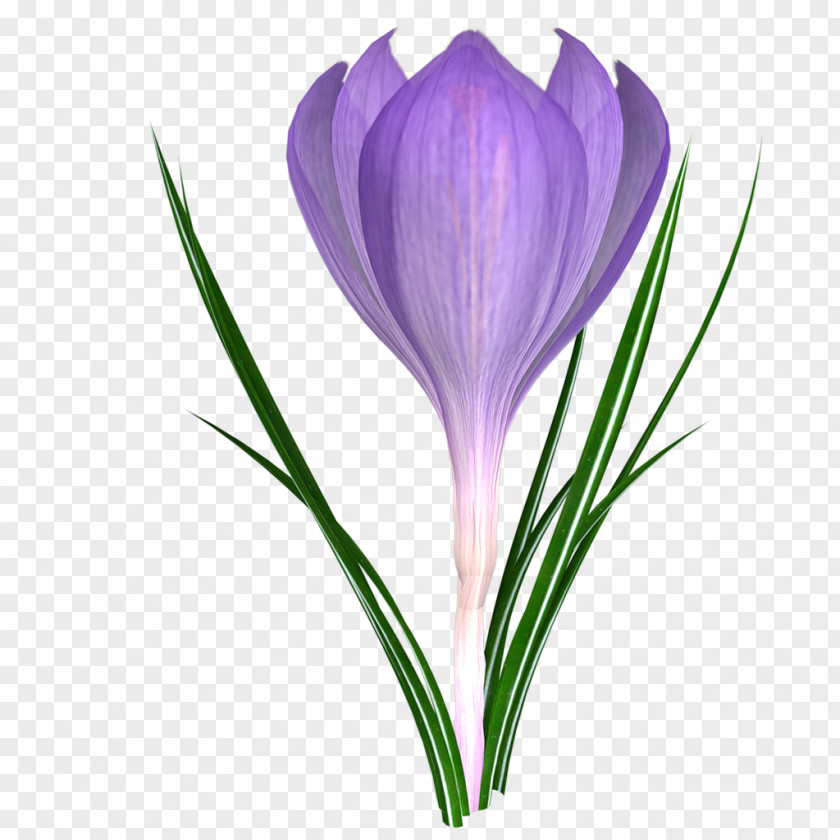 Tulip Cut Flowers 2018 BRAVO! Flowering Plant Stem PNG