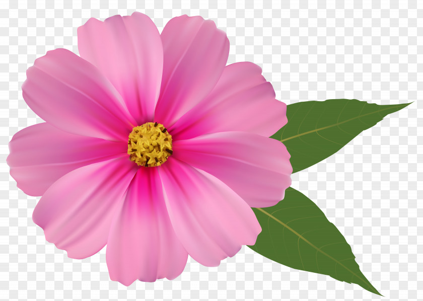 Pink Flower Image Clipart Flowers Clip Art PNG