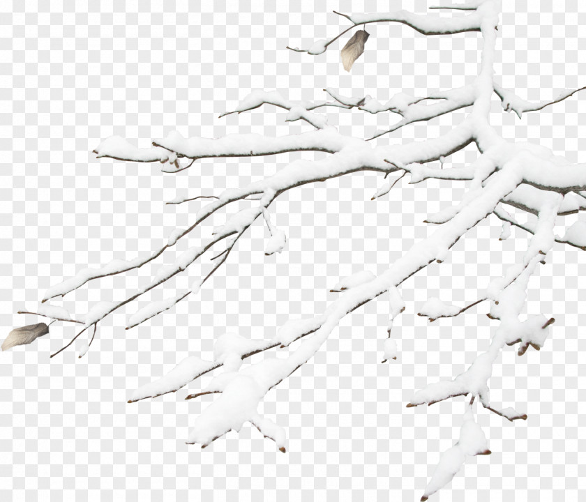 The Winter Branches Snowflake Gratis PNG