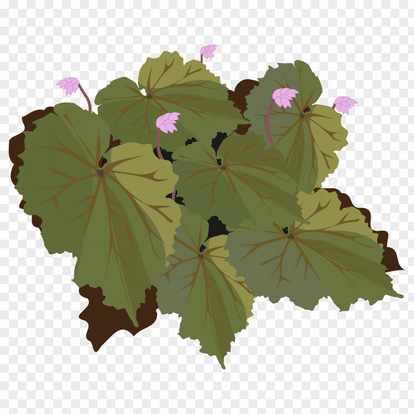 Begonia Flower Cliparts Drawing Clip Art PNG